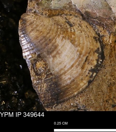 Limopsis?