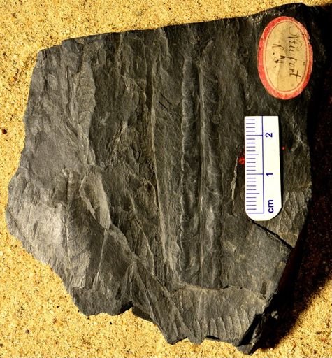Pecopteris sp.