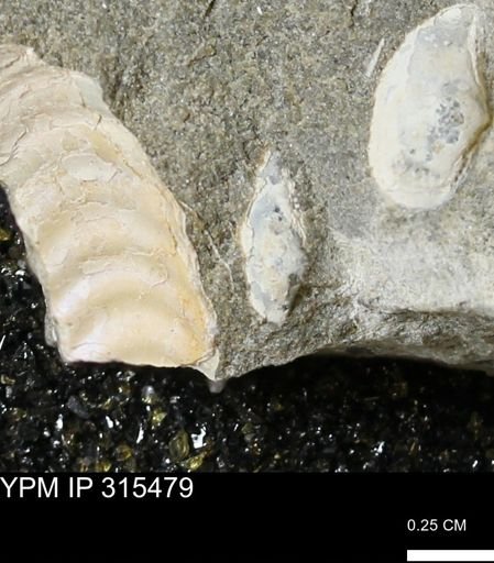 undet. Mollusca