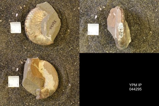 Hoploscaphites comprimus