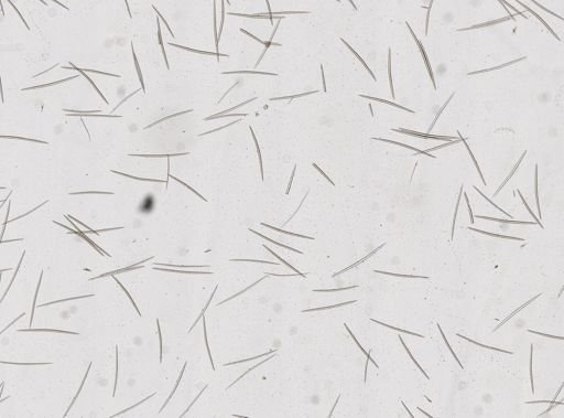 Halichondria