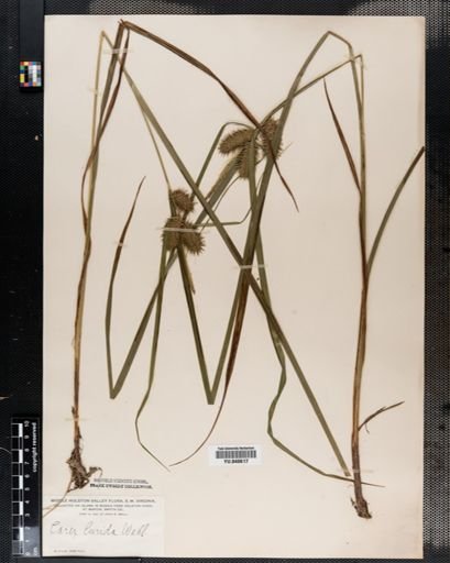 Carex lurida