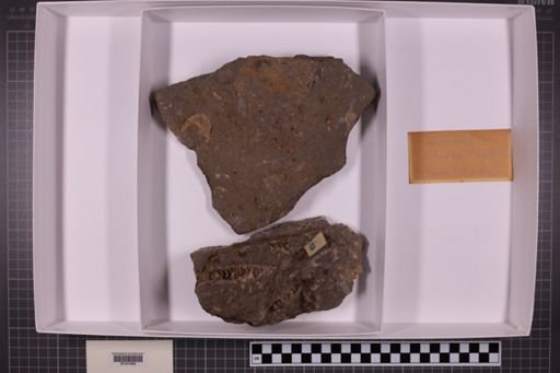 mixed taxa, stratigraphic collection