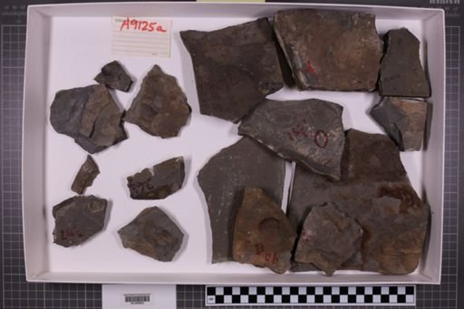 mixed taxa, stratigraphic collection