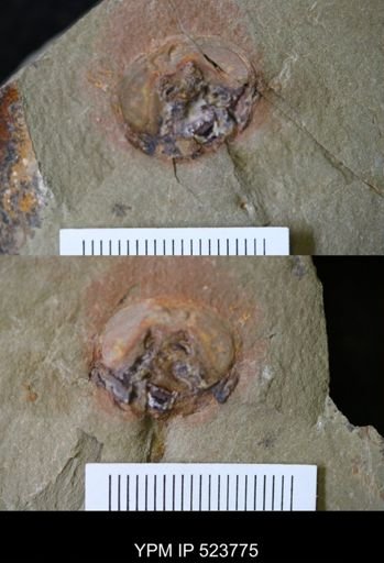 undet. Xiphosurida