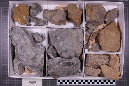 mixed taxa, stratigraphic collection
