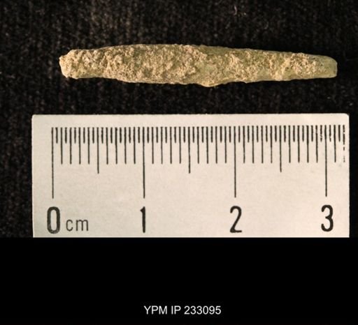 Archaeocidaris sp.