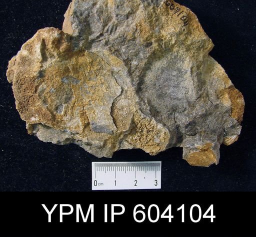 Stropheodonta sp.