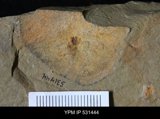undet. Porifera