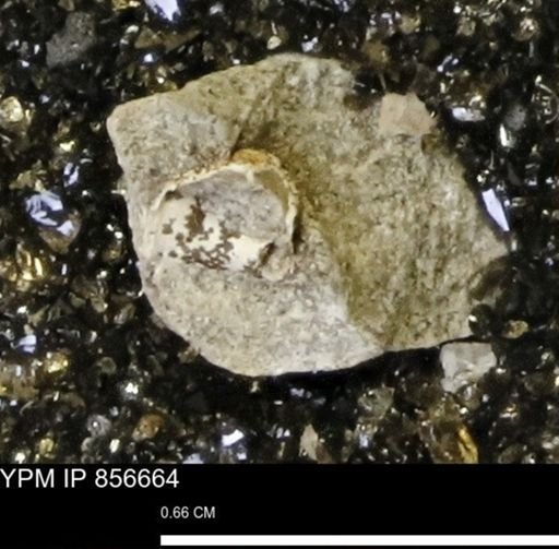 undet. Mollusca