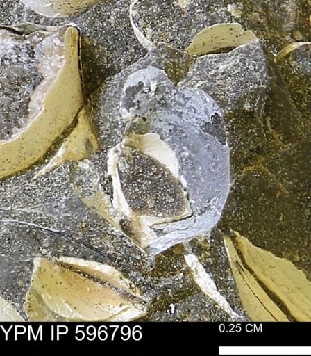 undet. Bivalvia