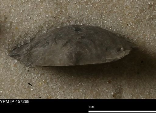 Pholidostrophia iowaensis