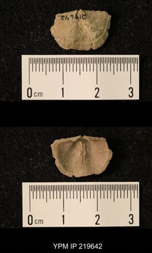 Chonetes granulifer
