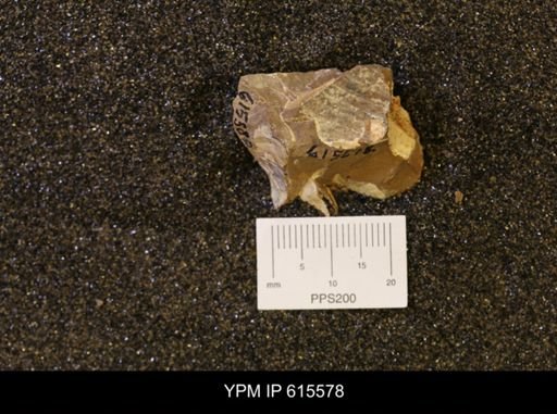 undet. Bivalvia
