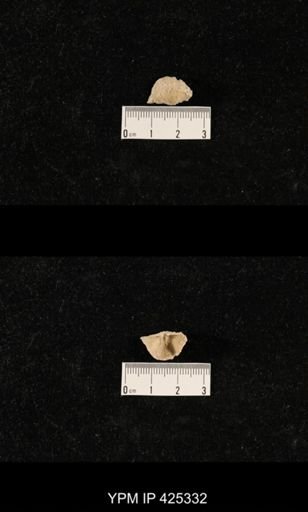 Dyoros sp.