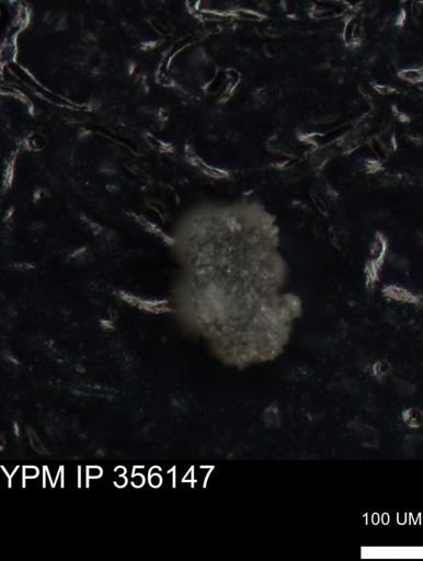undet. Foraminiferida