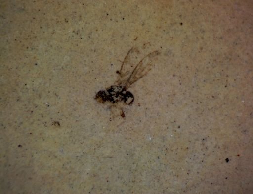 undet. Diptera