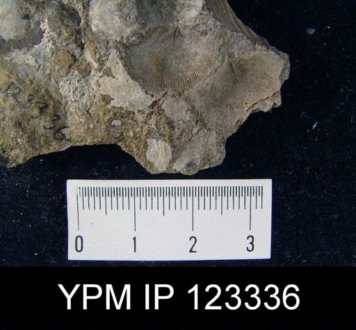 Chonetes sp.
