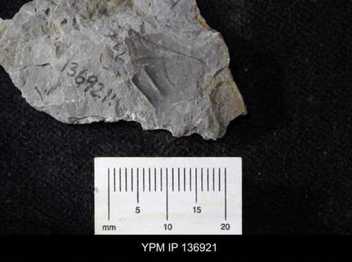 Ctenocephalus maltheus