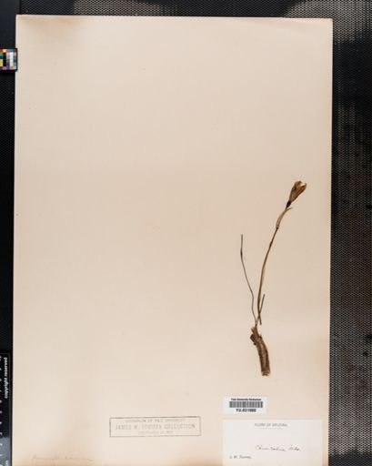 Zephyranthes