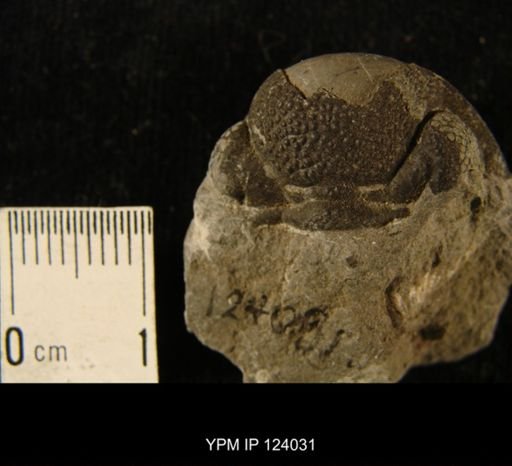 Phacops rana