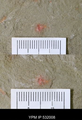 undet. Xiphosurida