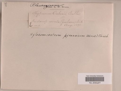 Hylocomium oakesii