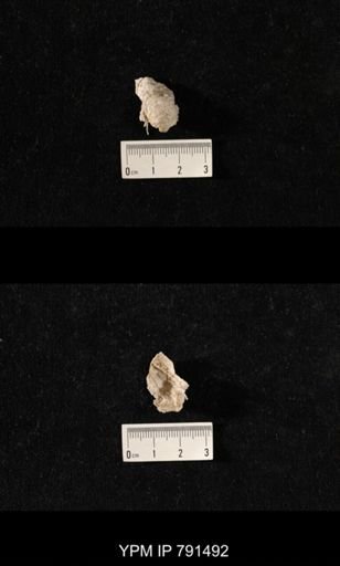 Edriosteges sp.
