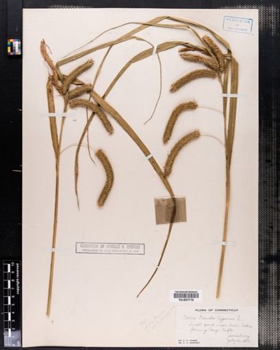 Carex pseudocyperus