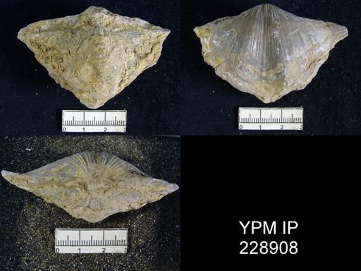 Neospirifer latus