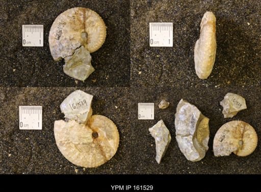 Discoscaphites conradi