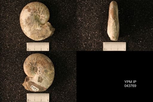 Hoploscaphites nicolletii