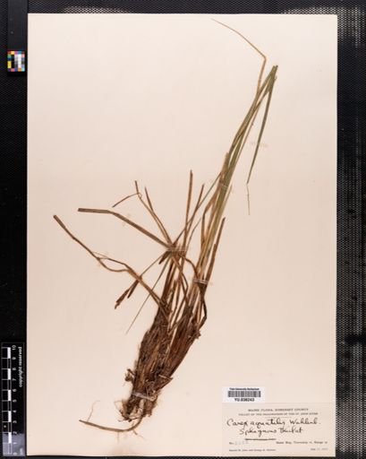Carex aquatilis