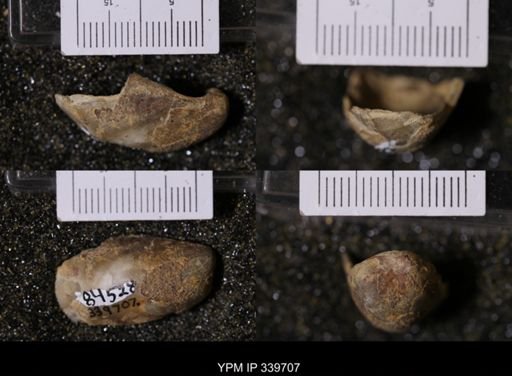 Ostrea sp.