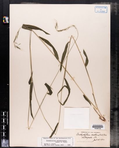 Brachyelytrum erectum