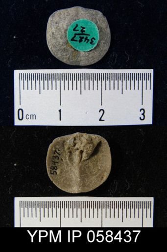 Dalmanella subcarinata