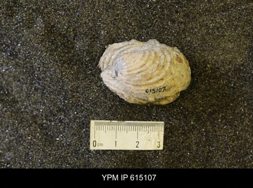 Inoceramus sp.