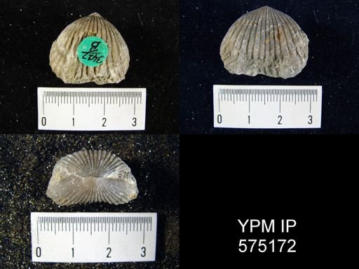 Uncinulus stricklandi