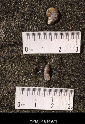 undet. Scaphitidae