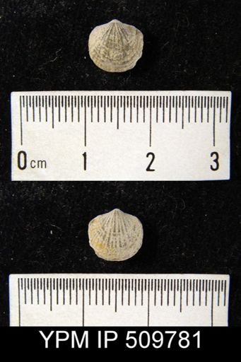 undet. Atrypidae