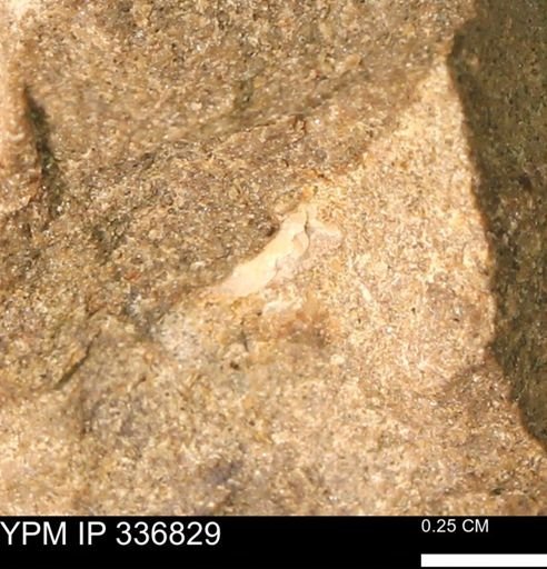 undet. Mollusca