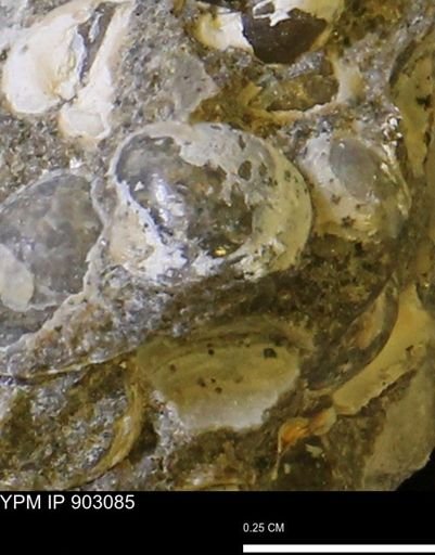 Corbulamella sp.