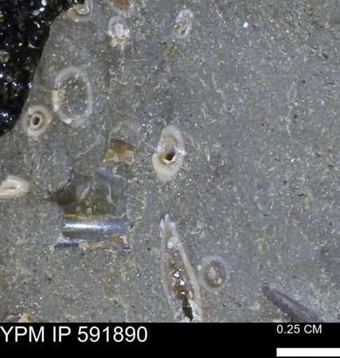 Serpulidae
