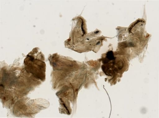 Scolelepis