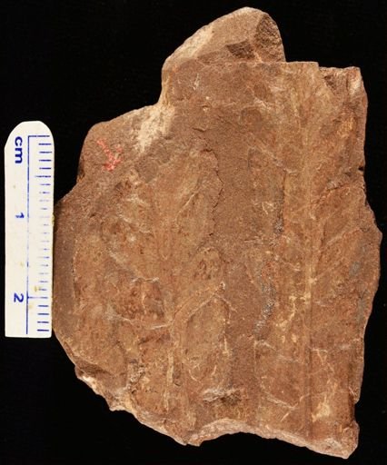 Cladophlebis sp.
