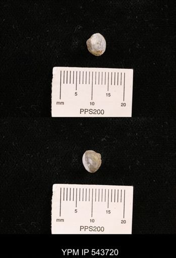 Protocardia sp.