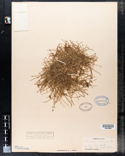 Eleocharis olivacea