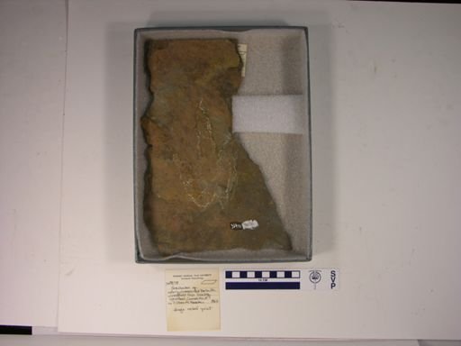 Grallator sp.