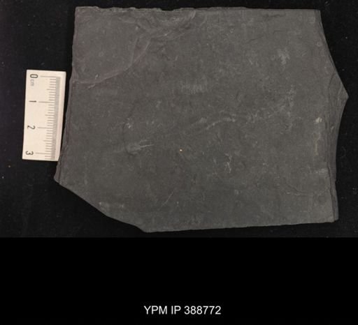undet. Spinicaudata