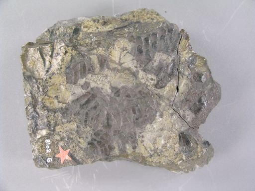 Polysporia mirabilis